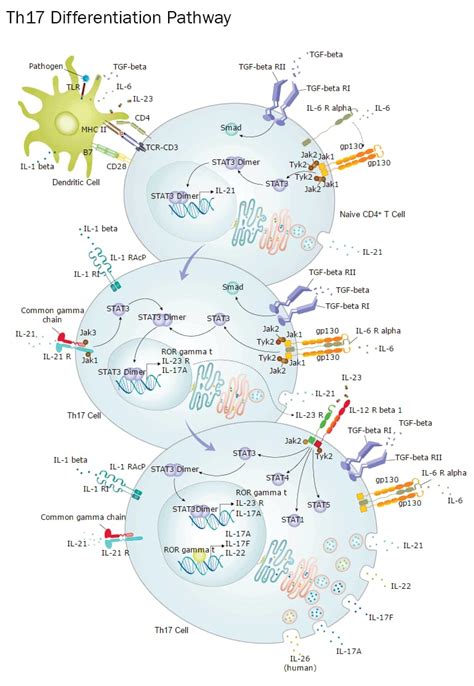 Th17 Differentiation Interactive Pathway: R&D Systems