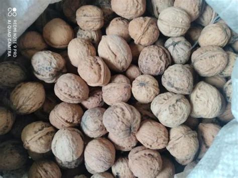 Whole Kashmiri Walnut Carton At Best Price In Srinagar Id