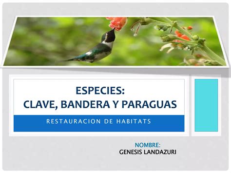 Especies Clave Paraguas Y Bandera PPT