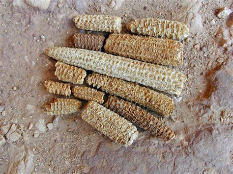 Anasazi Corn Cobs Grand Gulch Ut Cornerstone Business Solutions