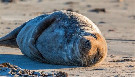 Foca Caracter Sticas H Bitat Reproducci N Alimentaci N Informaci N