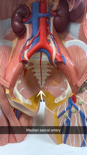 Torso Model Blood Vessels Flashcards Quizlet