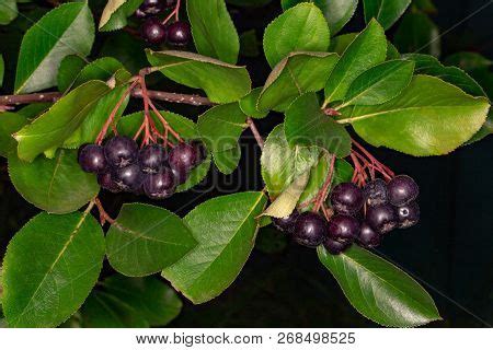 Chokeberry On Branch. Image & Photo (Free Trial) | Bigstock