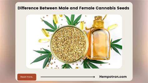 Difference Between Male and Female Cannabis Seeds - Hempotron