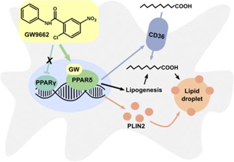 The Peroxisome Proliferatoractivated Receptor Ppar Antagonist