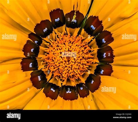 Flower With White Petals And Yellow Center Hi Res Stock Photography And