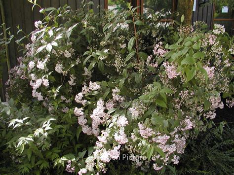 Deutzia Purpurascens Kalmiiflora Esveld Shop