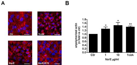 Nare Impacts On Actin Cytoskeleton A Actin Staining Using