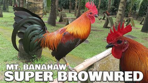 Beautiful Super Brownred Mt Banahaw Farm Ramon Chibana Montierro Farm