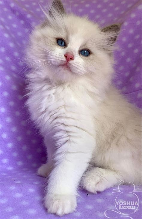 Yo Soy Ragdoll Blue Bicolor Gaticos Tiernos Gatitos Adorables Gatos