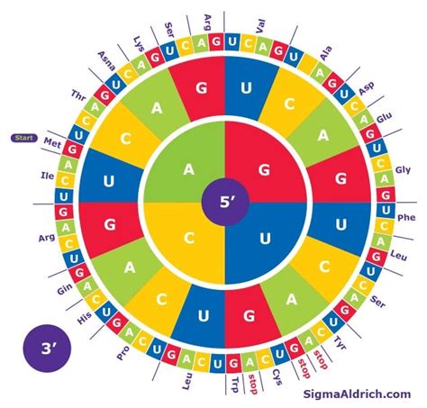 Amino Acid Codon Wheel