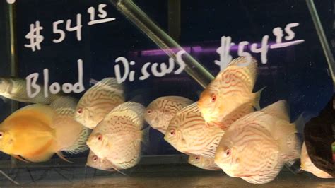 Albino Pigeon Blood Discus For Sale Youtube