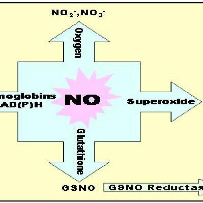 Schematic representation of the nitric oxide synthesis. | Download ...