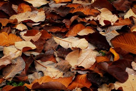 Brown Autumn Leaves Background Stock Photo - Image: 26959540