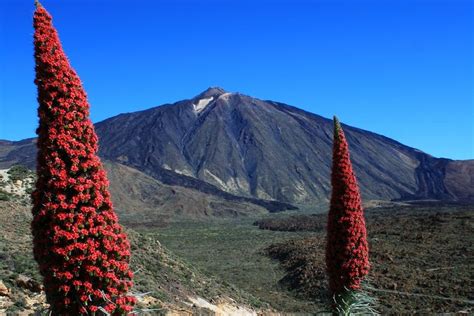 Free Tour Por El Parque Nacional Del Teide Las Ca Adas Del Teide