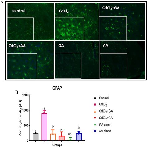 A Immunofluorescence Showing Glial Fibrillary Astrocytic Protein