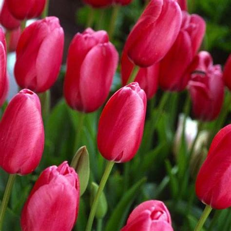 Red Tulip Bulbs, 1pc/pack – GreenSeedGarden