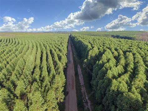 Planta O De Eucalipto No Brasil Agricultura De Papel De Celulose