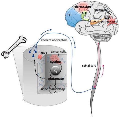 Biomolecules | Special Issue : Role and Regulation of Glutamate Metabolism