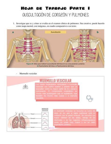 Res Menes De Auscultaci N Card Aca Descarga Apuntes De Auscultaci N