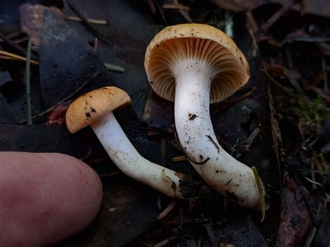 Meadow Waxcap Waxcap And Allied Mushroom Hygrophoraceae Of The