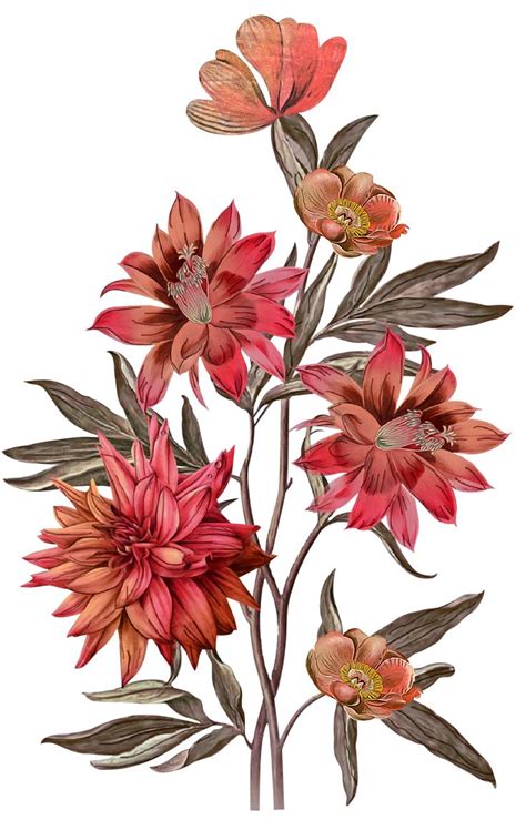 A Drawing Of Flowers With Leaves On The Stem And Petals In Red Orange