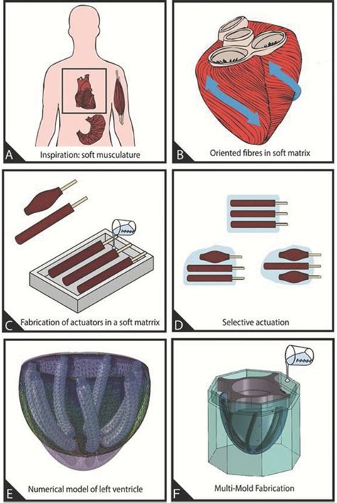 Inspiration Concept And Realization Of Bioinspired Soft Actuated