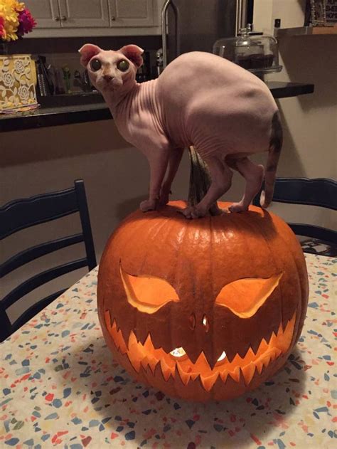 This Naked Cat S Dobby The House Elf Costume Is So Magically Perfect Dobby Cat Hairless Cat
