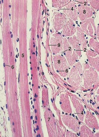 Anatomy And Histology Of The Msk System Flashcards Quizlet