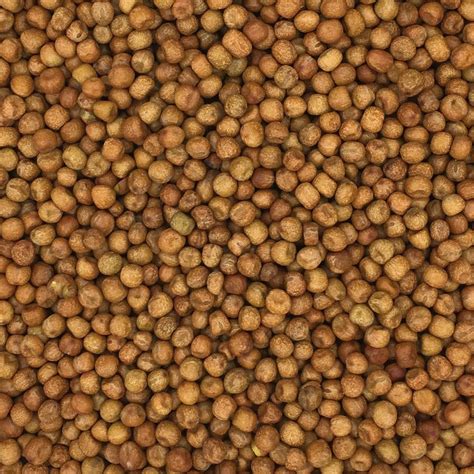 english maples kg ssseed