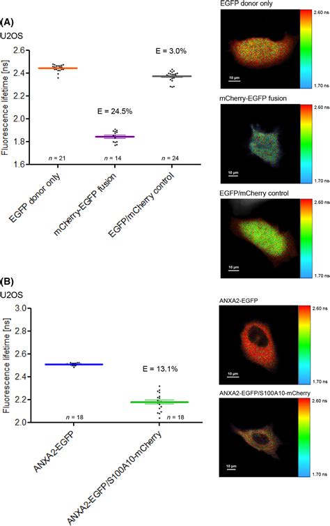 FLIMFRETbased Analysis Of S100A11 Annexin Interactions In Living