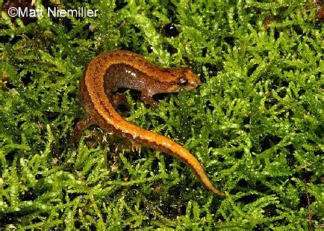 Tennessee Watchable Wildlife | Seepage Salamander