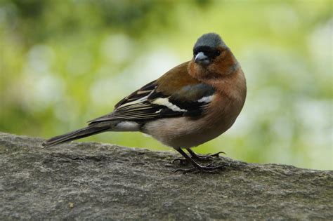 Bildet natur gren fugl gjerde dyr dyreliv nebb fjær fauna