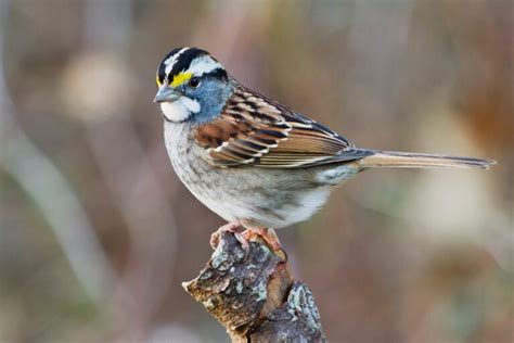 White Throated Sparrow: Field Guide, Pictures, Habitat & Info - Optics Mag