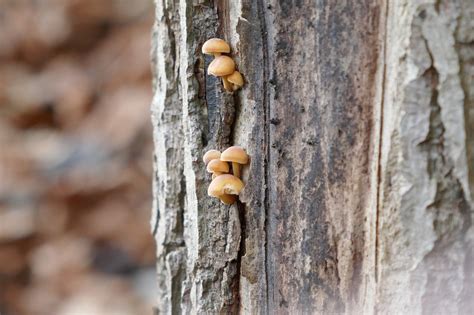 Champignons Les Plantes Champignon Photo Gratuite Sur Pixabay Pixabay