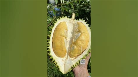 Durian Is A Unique Tropical Fruit It’s Popular In Asia Where It’s Nicknamed “the King Of Fruits