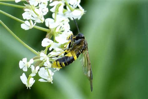 Sawfly Tenthredo Temula WWT Grafton Wood Worcs SO973563 Flickr