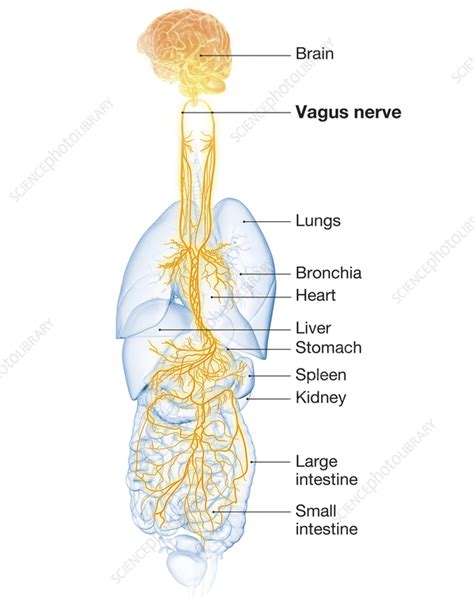 Active Brain And Energetic Vagus Nerve Illustration Stock Image