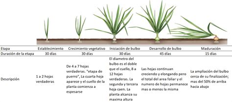 Guía de cultivos Cultivo de cebollas Haifa Group