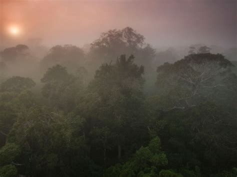 Dez Florestas Protegidas Liberam Mais Carbono Do Que Absorvem Folha PE