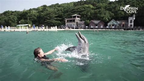 Dolphin Cove Jamaica Tours - Jamaica Quest Tours