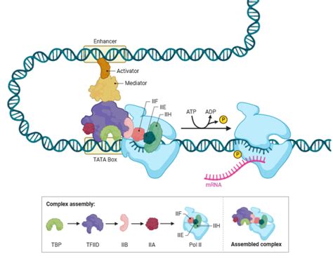 Eukaryotic Gene Regulation Transcriptional Initiation Biorender