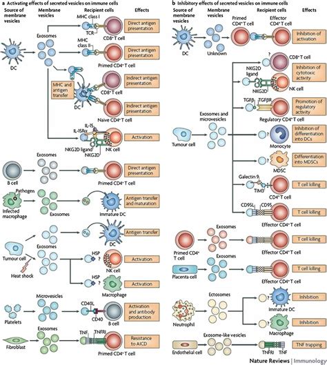 Exo Cd24 ¿reduce La Mortalidad Por Covid 19 Esta Nueva Estrategia