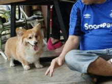 Chubby Corgi S Tenor