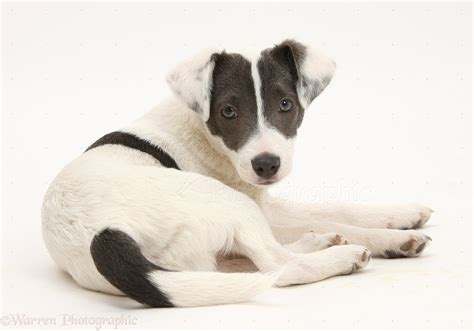 Dog Blue And White Jack Russell Terrier Pup Photo Wp18382