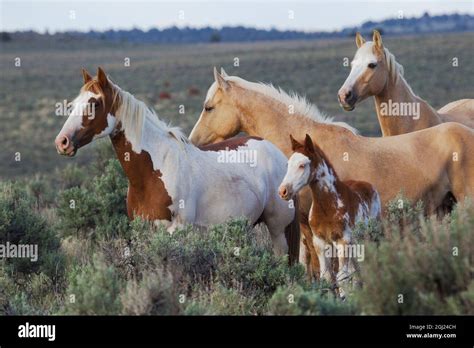 Wild Horses; Mustangs Stock Photo - Alamy