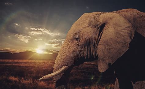 Majestic African Elephant At Sunset Hd Wallpaper