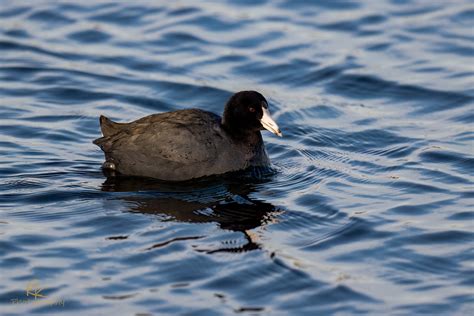 Water Birds - Dave Weldon