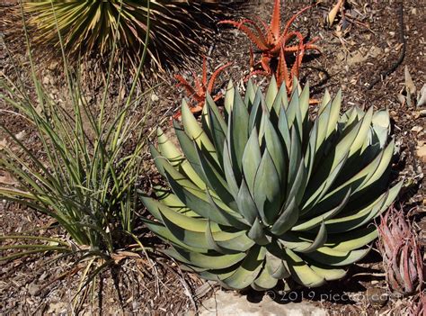 agave blue glow side shoots  root   blue glow growing