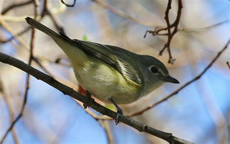 Cassins Vireo Vireo Cassinii 12 Feb 2017 Ca Sd Co Nest Tom